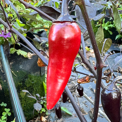 Count Dracula  - Seeds
