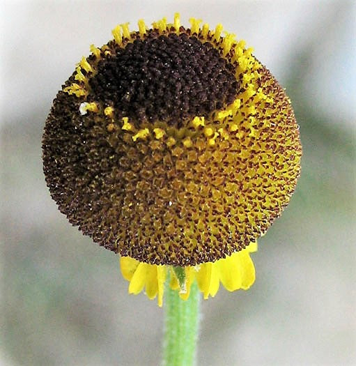 50 ROSILLA Helenium Puberulum Autumn Lollipop Sneezeweed Dogtooth Daisy Helen's Flower Yellow & Red Herb Seeds