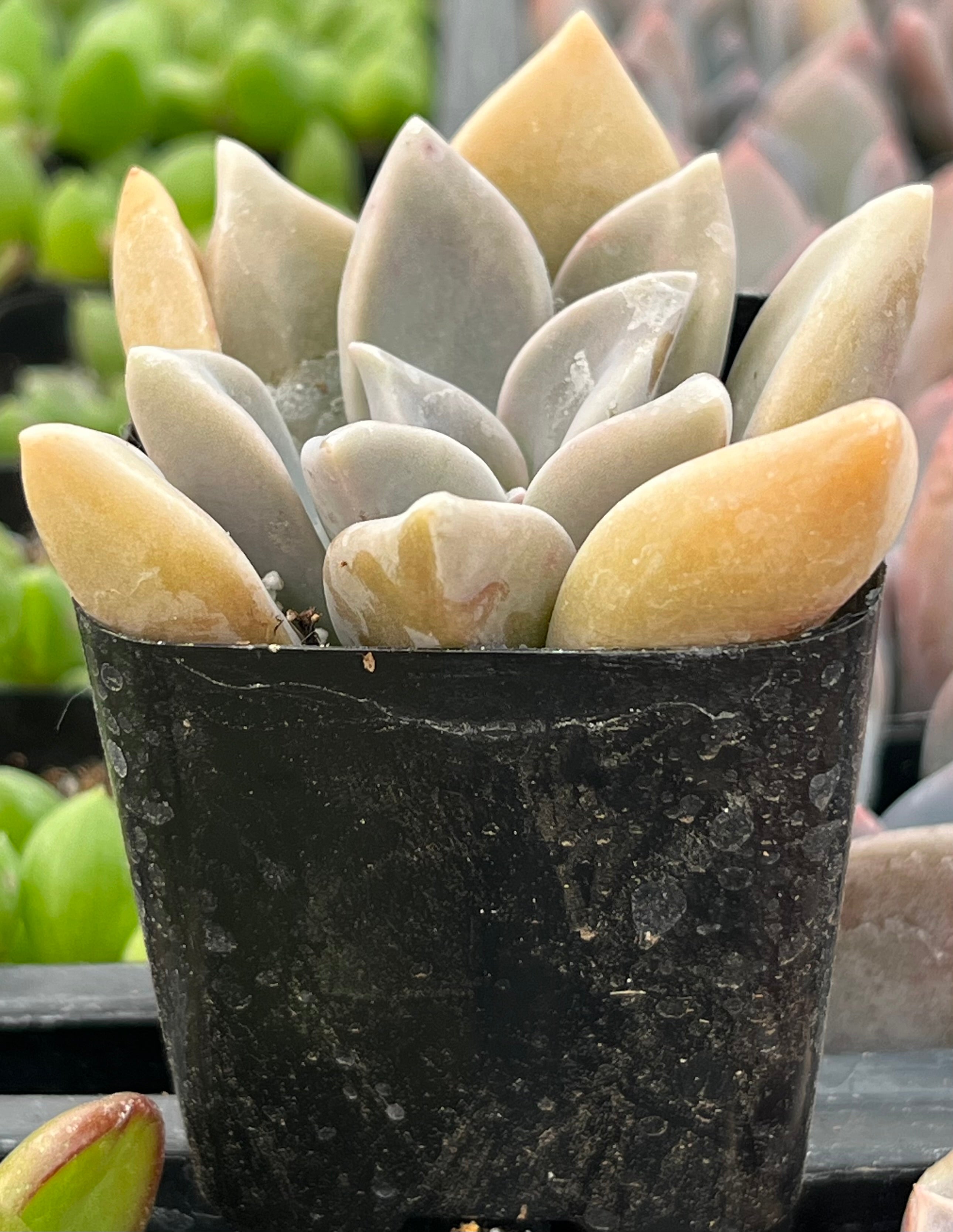 Graptopetalum Claret