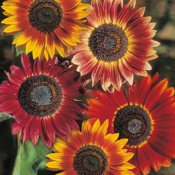 Red with Golden Highlights Sunflower Seeds – Stunning Bicolor Blooms for Gardens