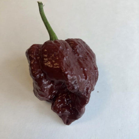 7 Pot Chocolate Brain Strain - Seeds