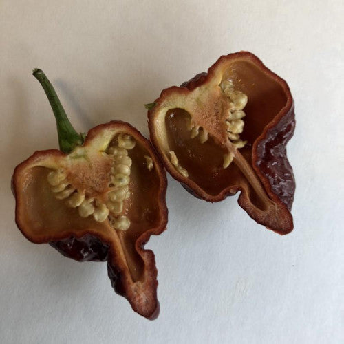 7 Pot Chocolate Brain Strain - Seeds