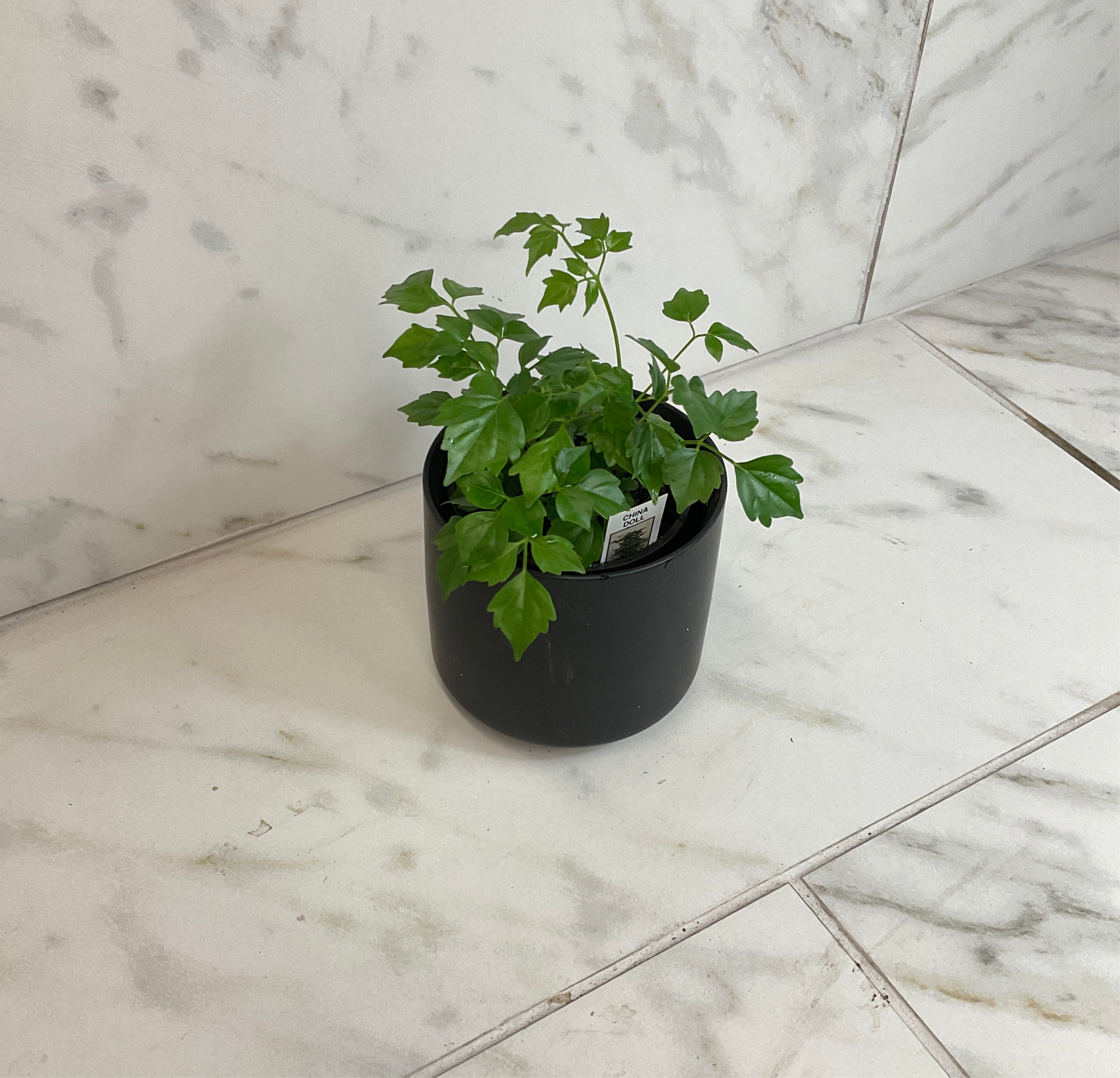 Radermachera Sinica China Doll, 4" Plant