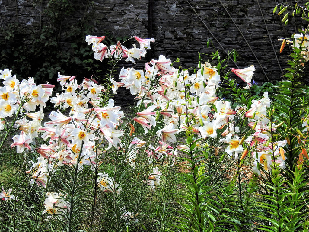 10 REGAL TRUMPET LILY aka Royal / King's Lilium Regale White Pink Yellow Flower Seeds