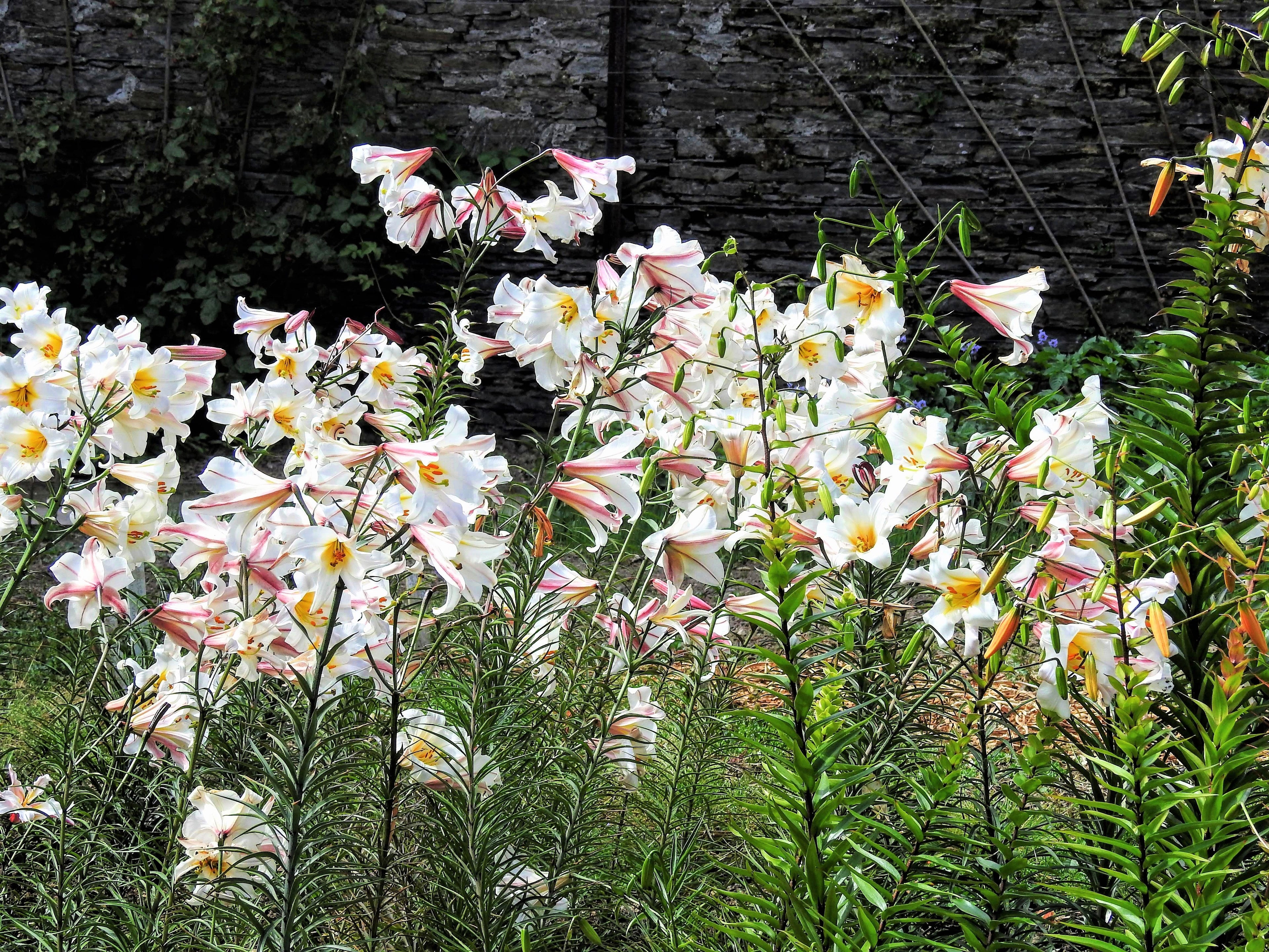 10 REGAL TRUMPET LILY aka Royal / King's Lilium Regale White Pink Yellow Flower Seeds
