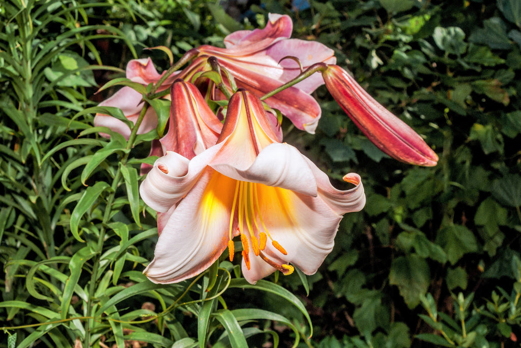 10 REGAL TRUMPET LILY aka Royal / King's Lilium Regale White Pink Yellow Flower Seeds