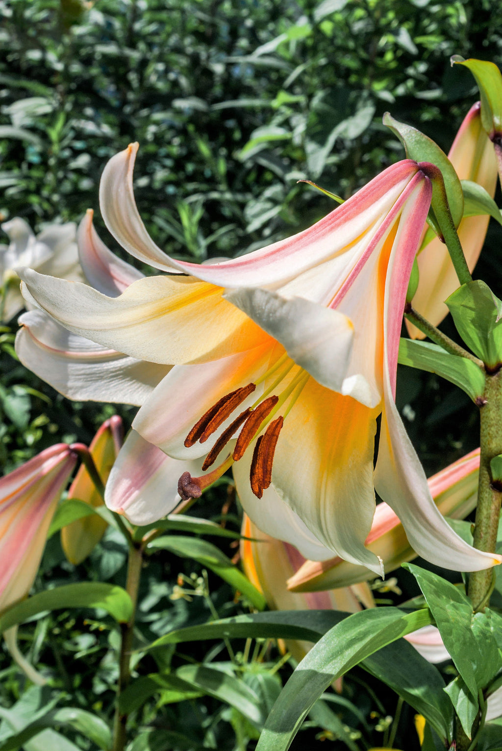 10 REGAL TRUMPET LILY aka Royal / King's Lilium Regale White Pink Yellow Flower Seeds