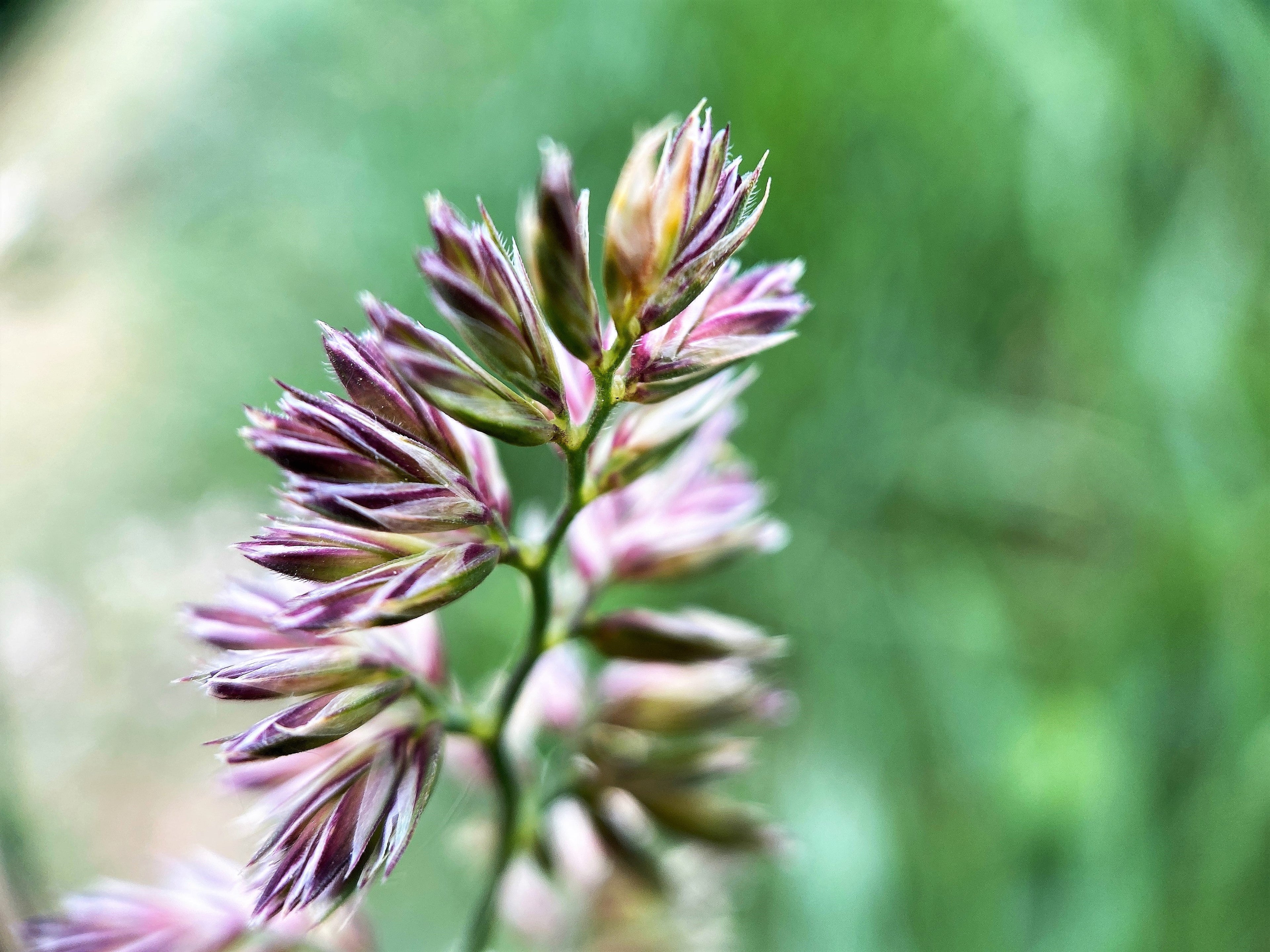 3000 QUICKDRAW ORCHARDGRASS Cat Grass Petgrass Cocksfoot Cool-Season Sun or Shade Dactylis GlomerataPerennial Bunchgrass Quick Draw Grass Seeds
