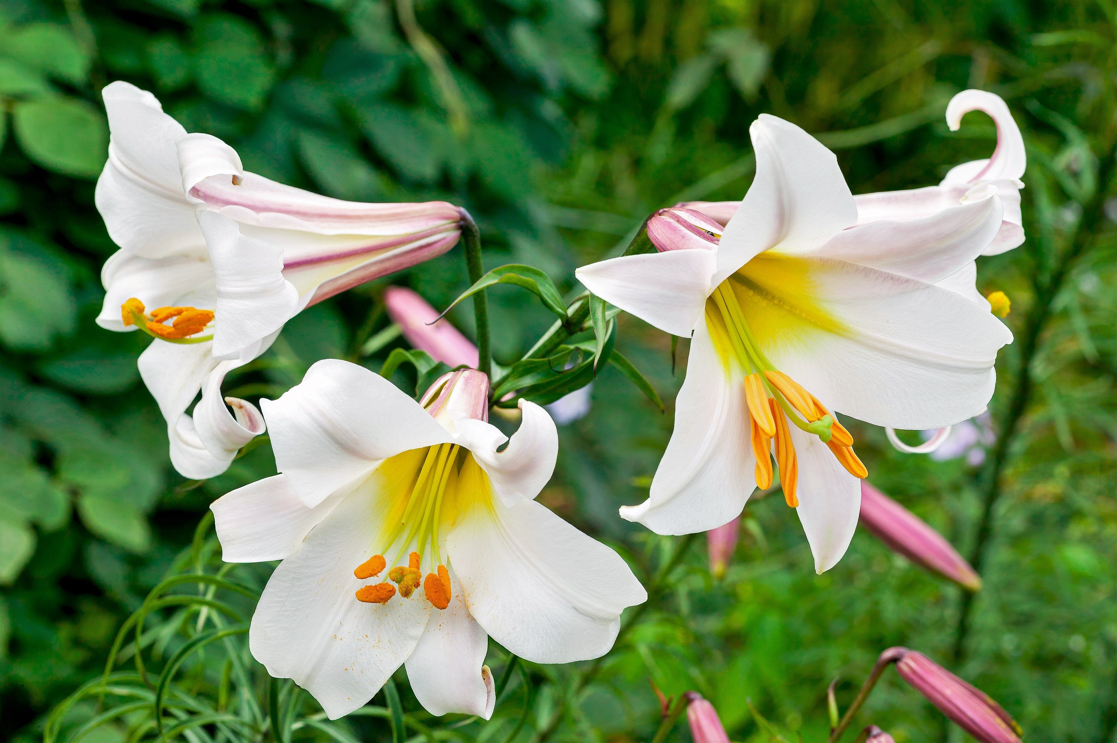 10 REGAL TRUMPET LILY aka Royal / King's Lilium Regale White Pink Yellow Flower Seeds