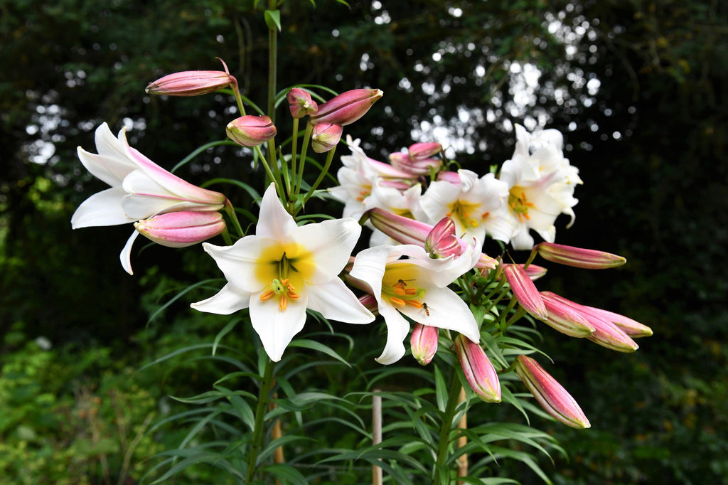 10 REGAL TRUMPET LILY aka Royal / King's Lilium Regale White Pink Yellow Flower Seeds