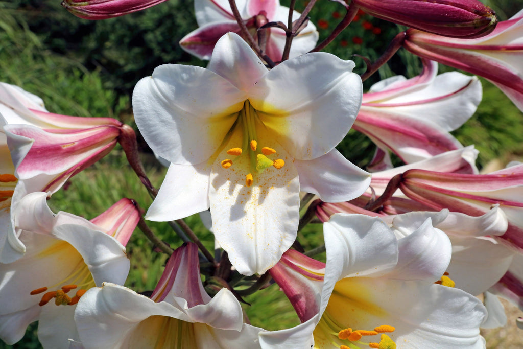 10 REGAL TRUMPET LILY aka Royal / King's Lilium Regale White Pink Yellow Flower Seeds