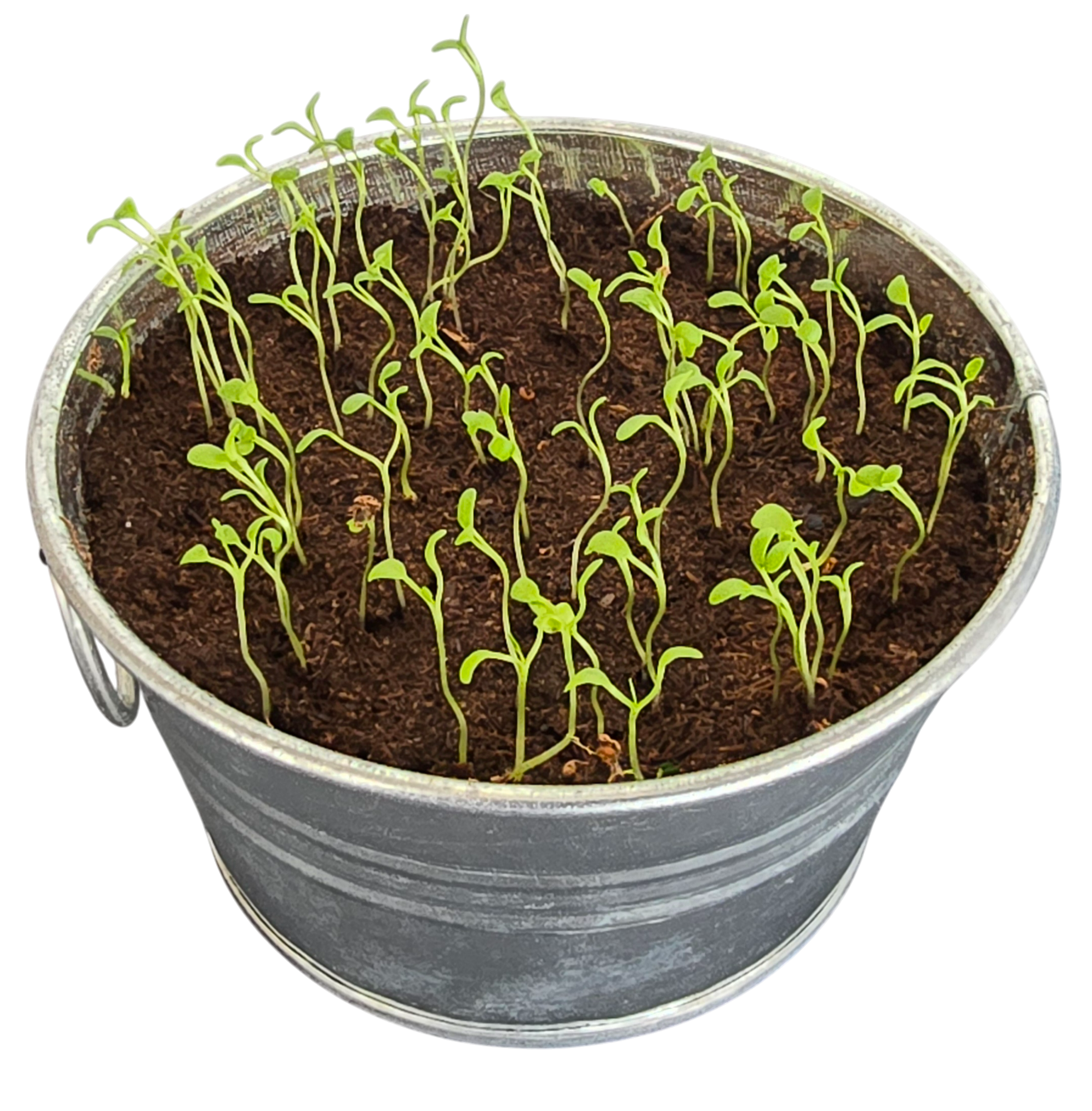 Pot O' Good Luck - Grow Your Own Shamrocks Multipack of 3