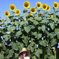 American Giant 15' Tall Sunflower