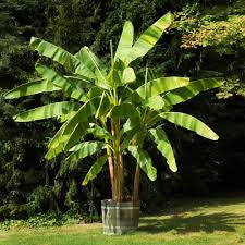 Dwarf Cavendish Bananas Live Plant