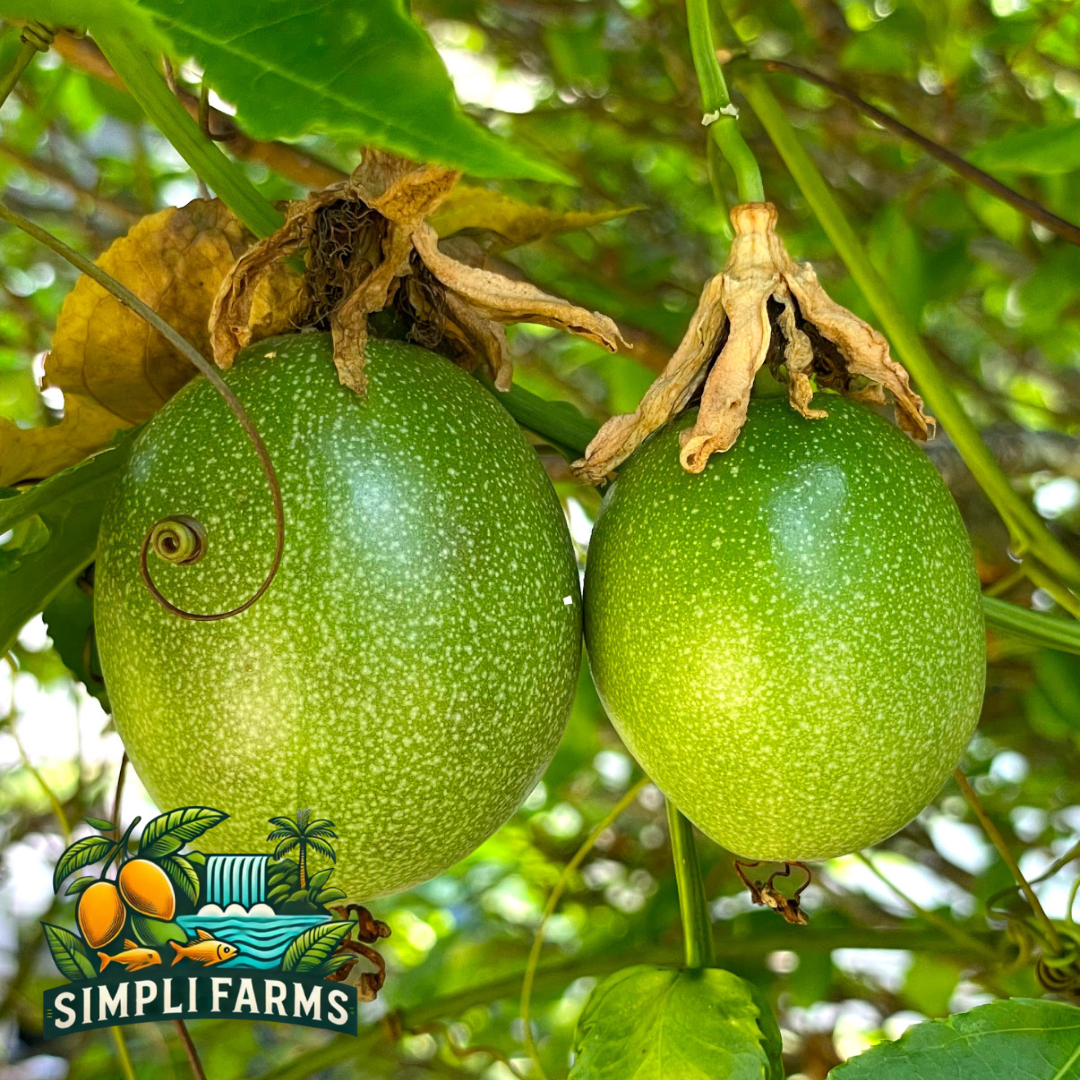 Romana Rośe Passion Fruit Seeds