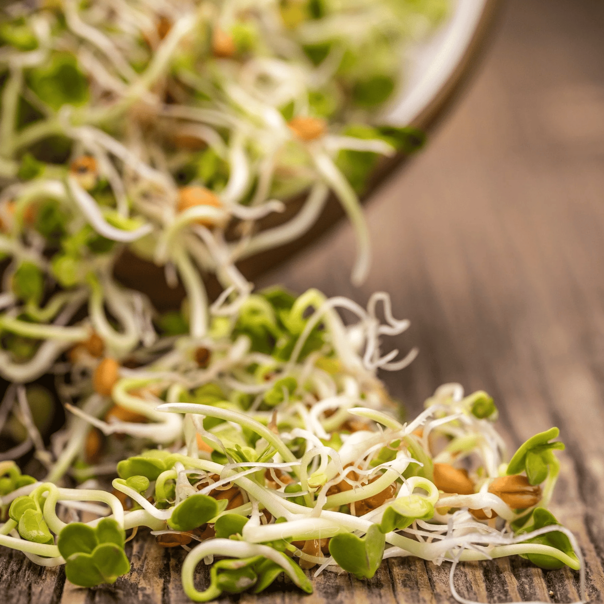 3 Part Sprout Mix – 1,000 Seeds