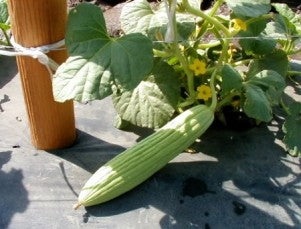 Cucumber-Kakdi
