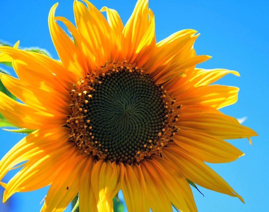 Bright Yellow Sunflower Seeds – Classic Golden Blooms for Gardens & Pollinators