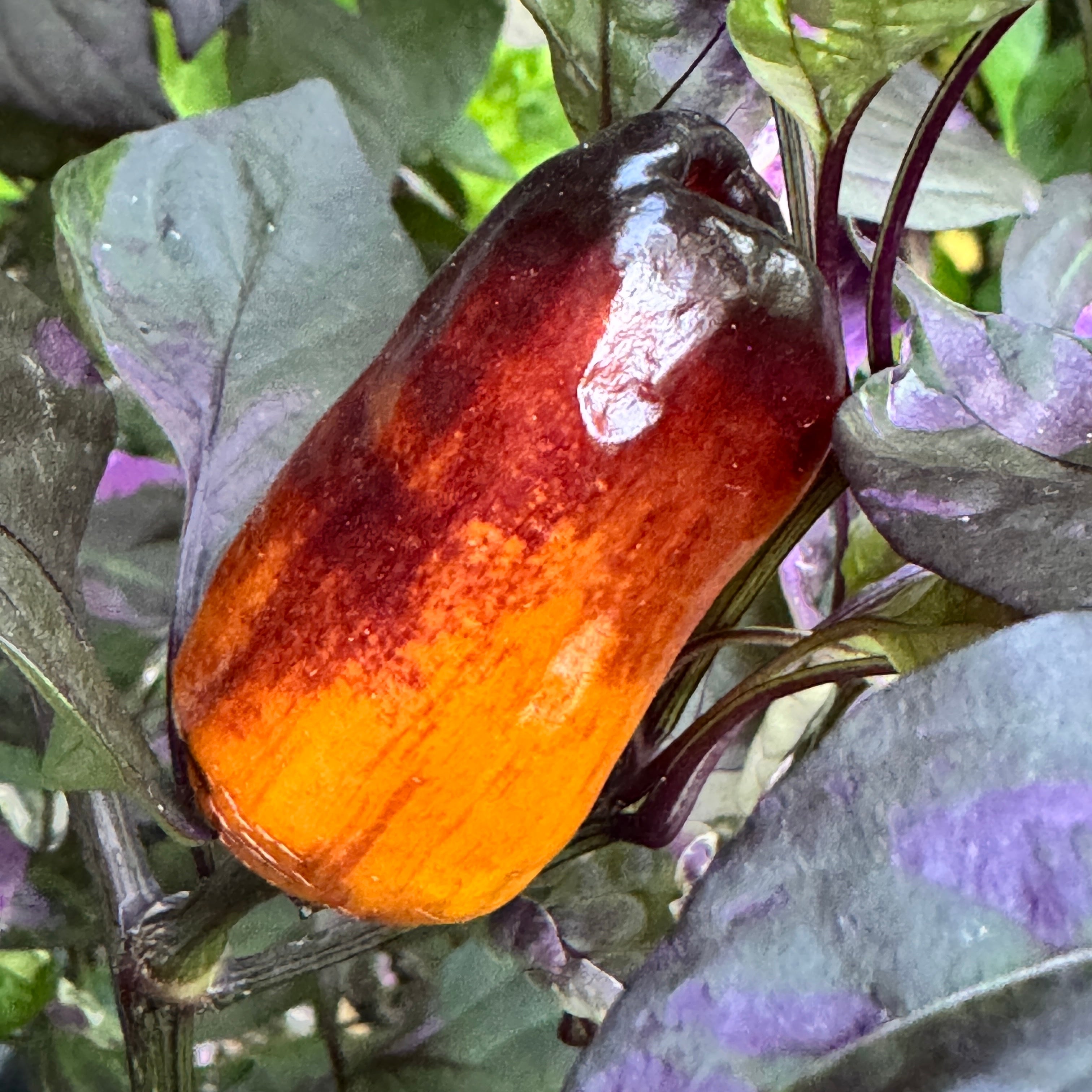 Cibola - Seeds
