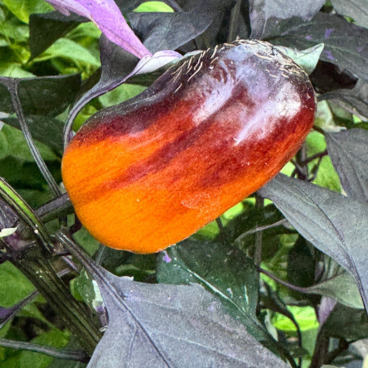 Cibola - Seeds