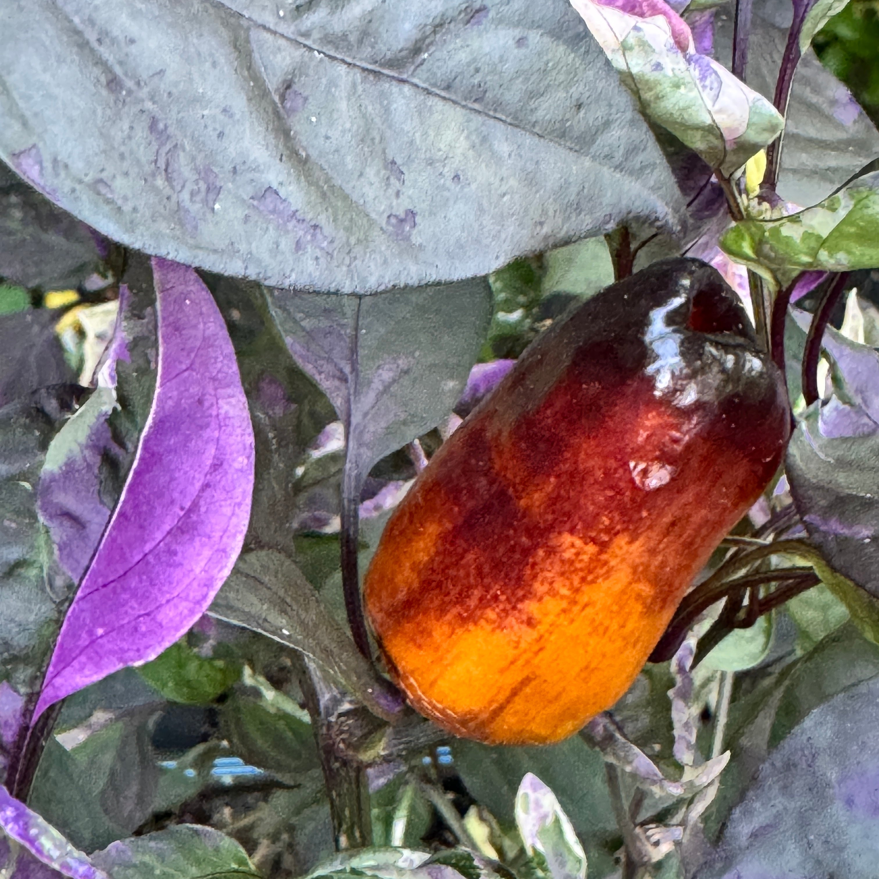 Cibola - Seeds