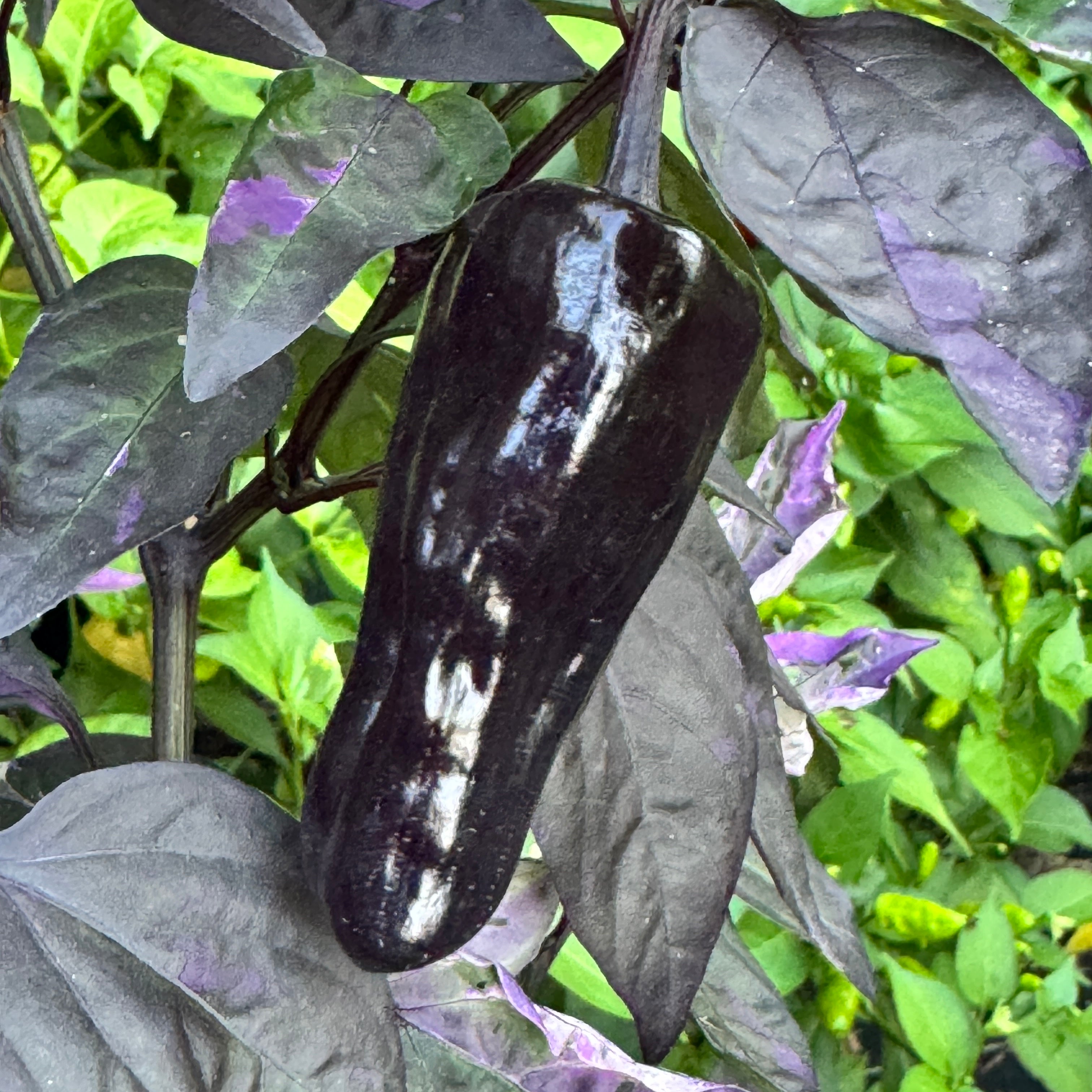 Cibola - Seeds
