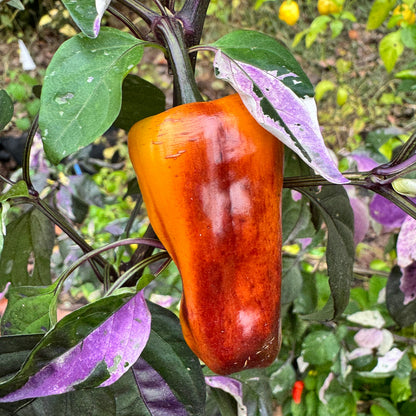 Cibola - Seeds