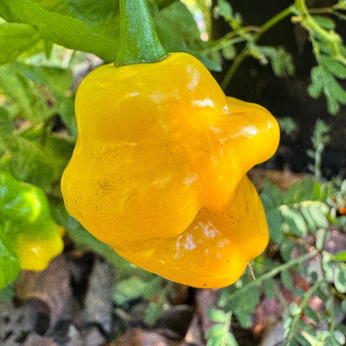 Trinidad Perfume  - Seeds