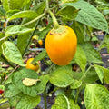 Honey Badger Rocoto - Seeds