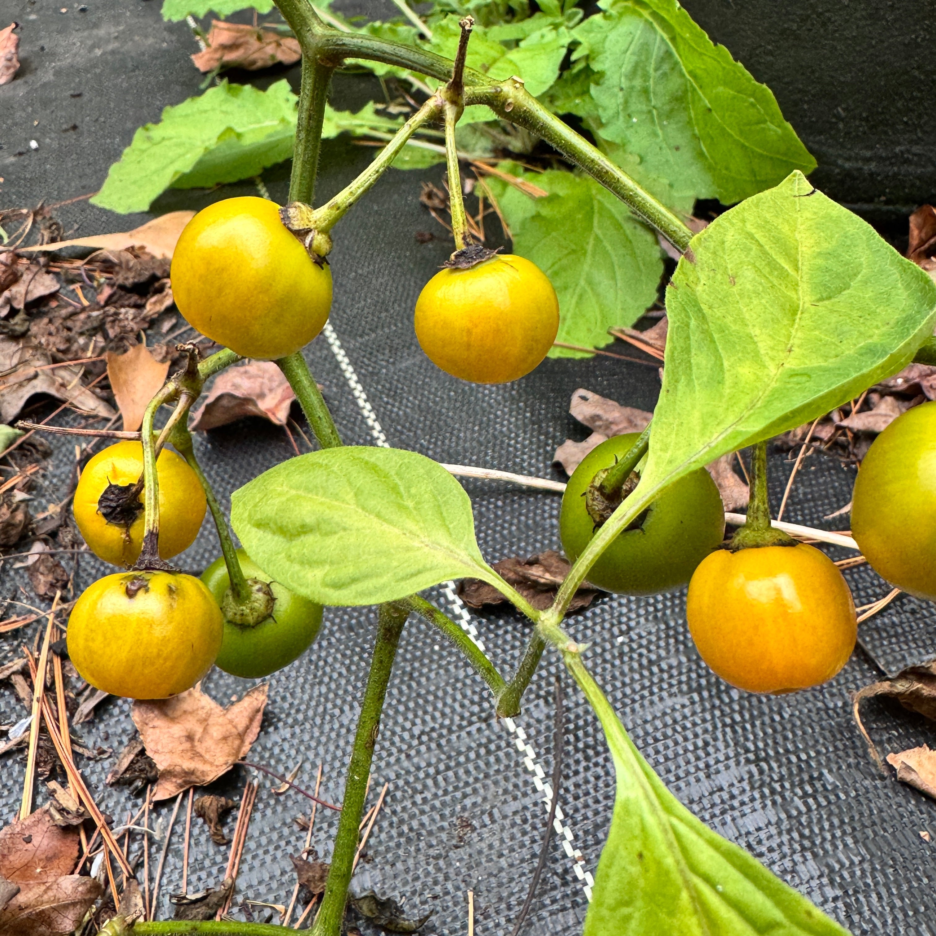 Honey Badger Rocoto - Seeds