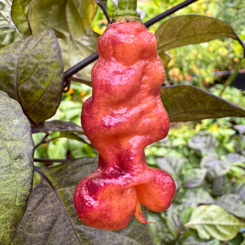 Jay's Pink - Seeds