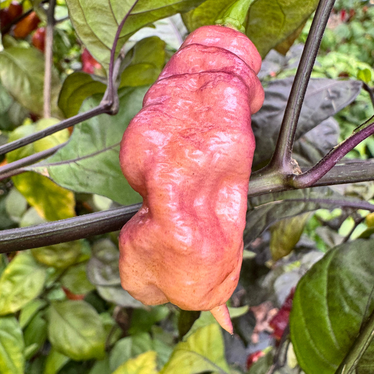 Jay's Pink - Seeds