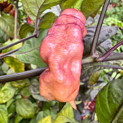 Jay's Pink - Seeds