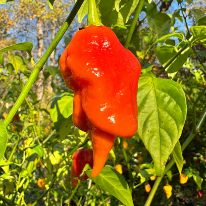 Jigtali Red - Seeds