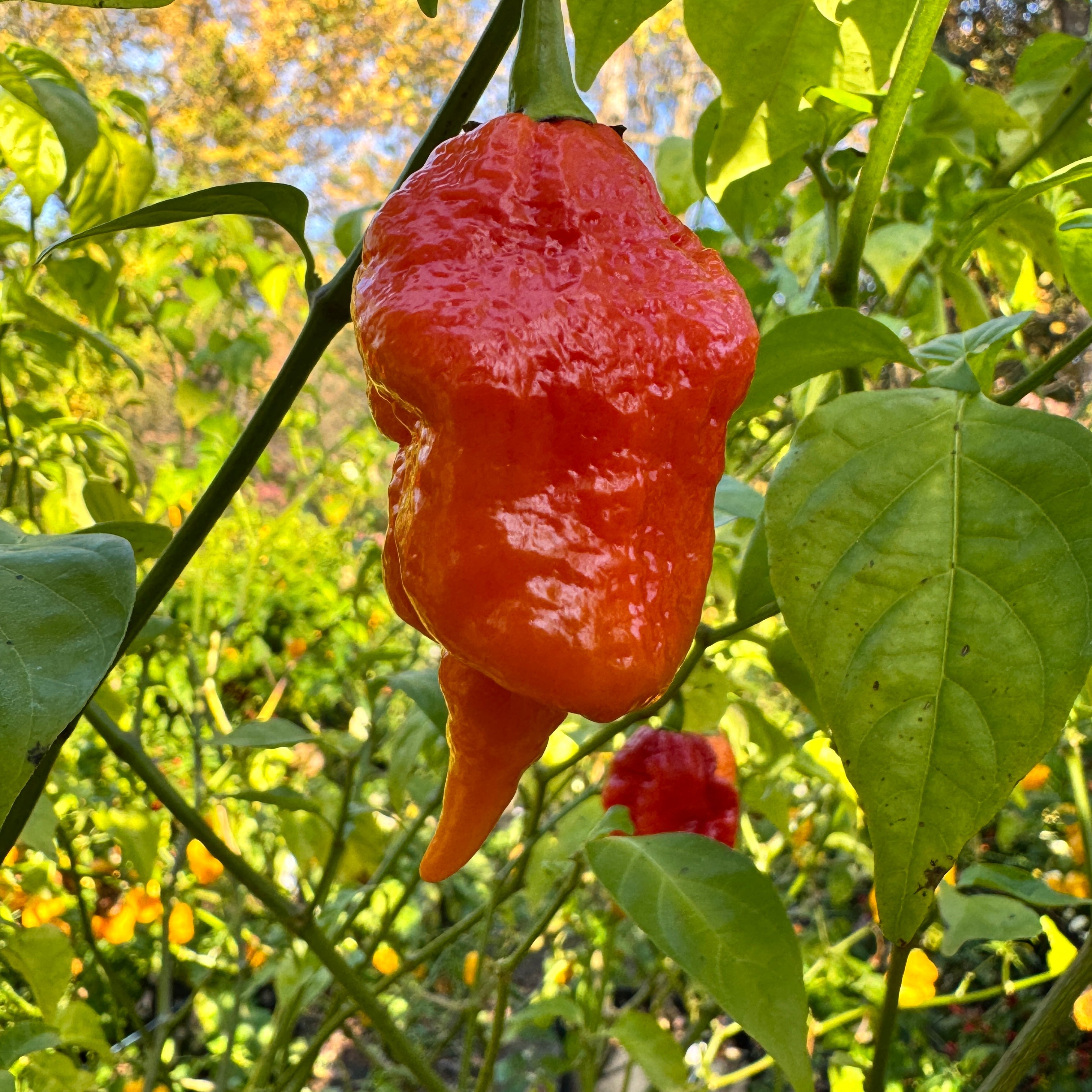 Jigtali Red - Seeds