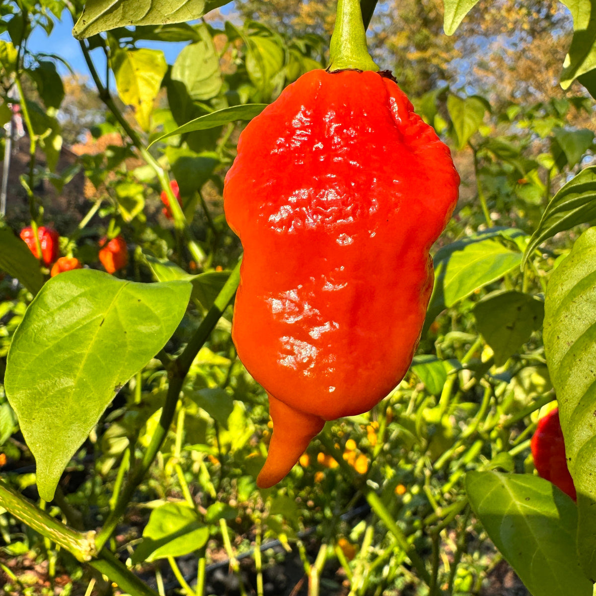 Jigtali Red - Seeds