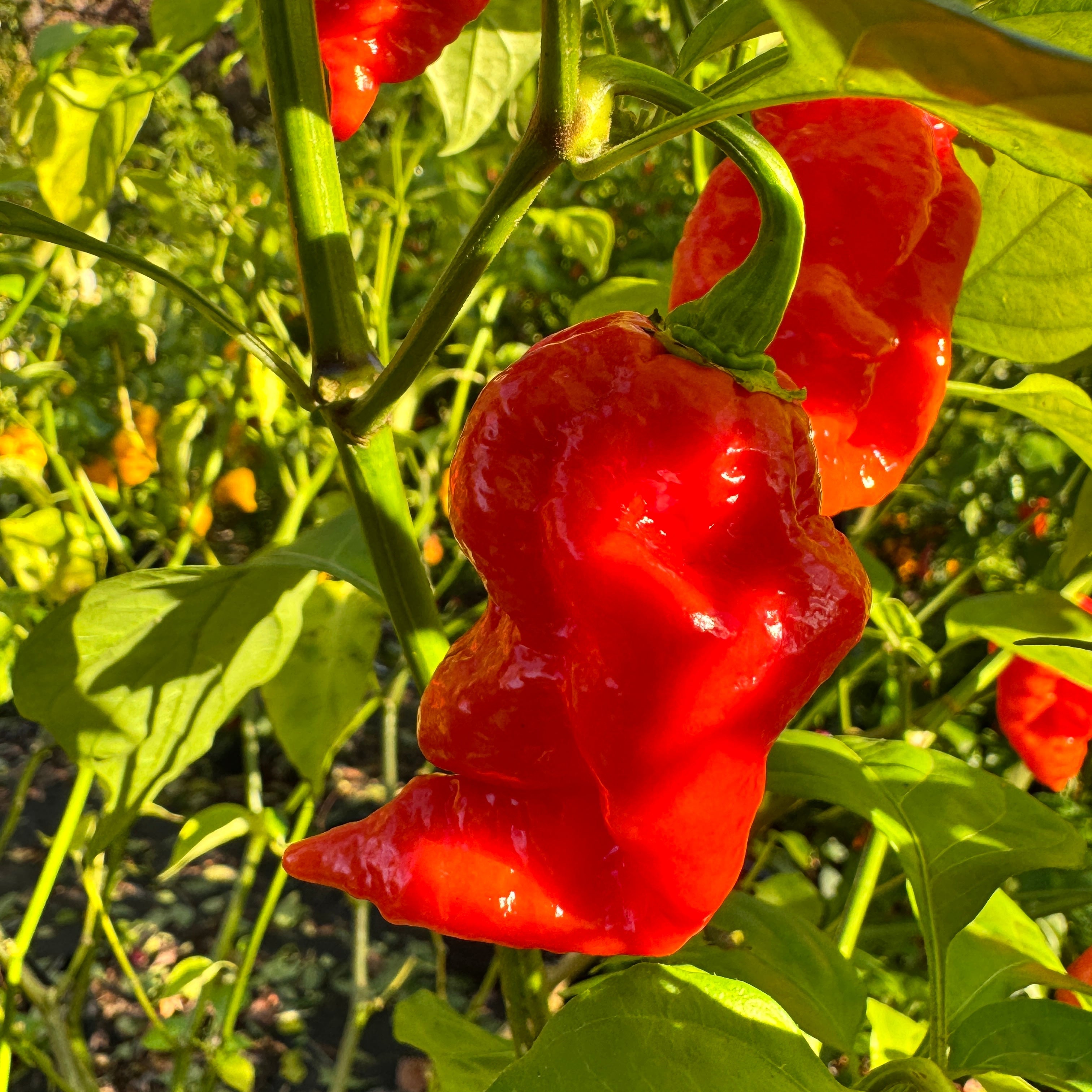 Jigtali Red - Seeds