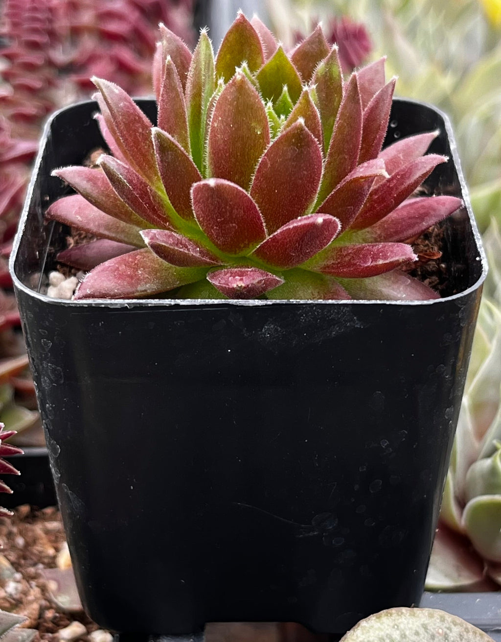 Hen & Chicks Gold Dust