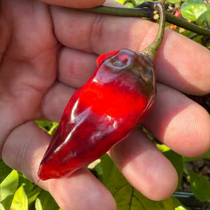 Naga Smooky Rainbow - Seeds
