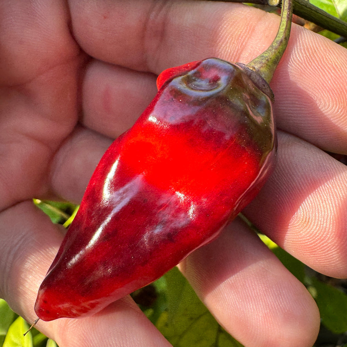 Naga Smooky Rainbow - Seeds