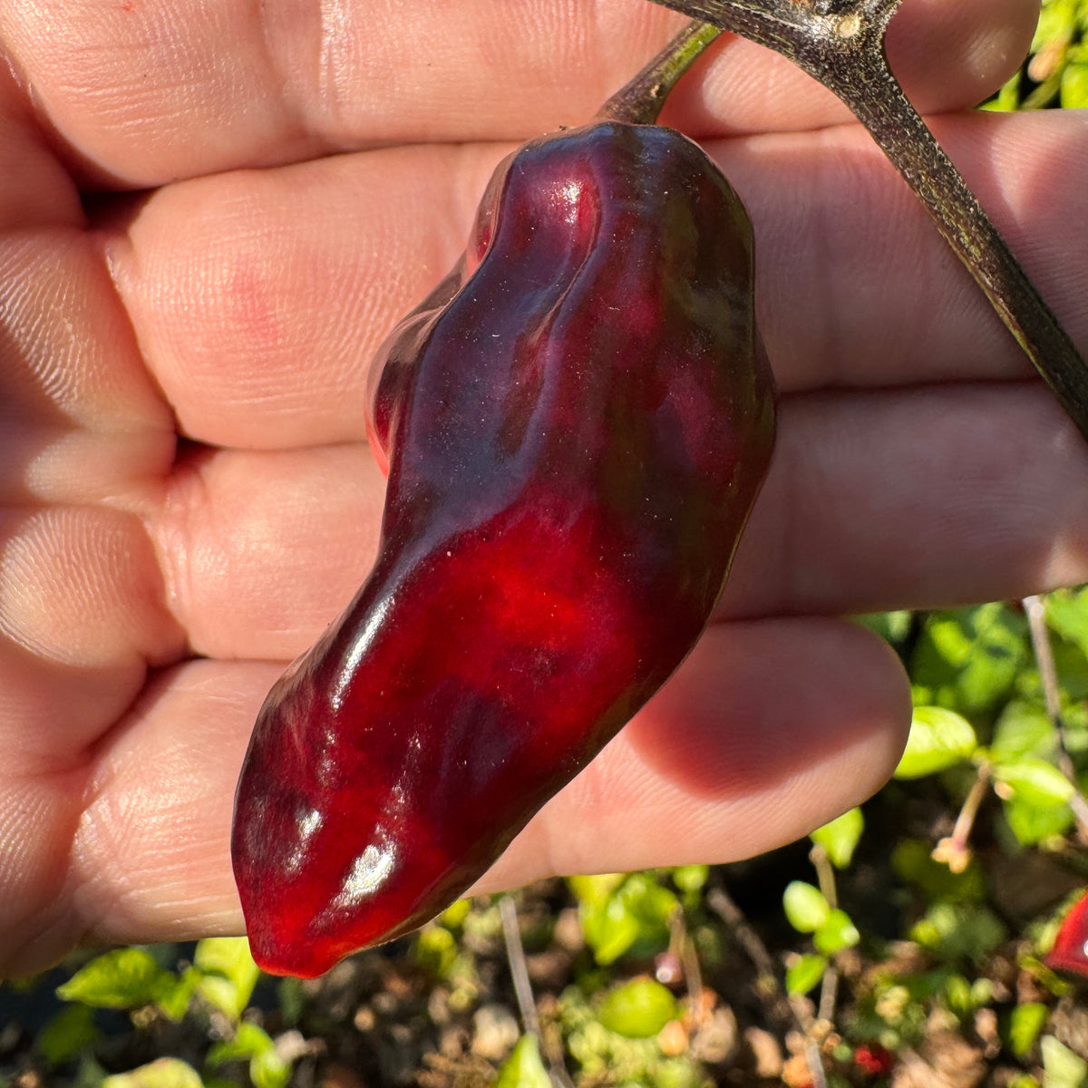 Naga Smooky Rainbow - Seeds