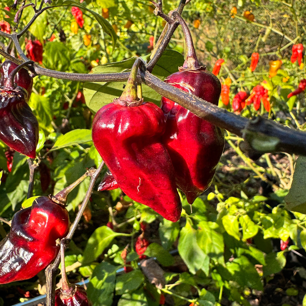 Naga Smooky Rainbow - Seeds