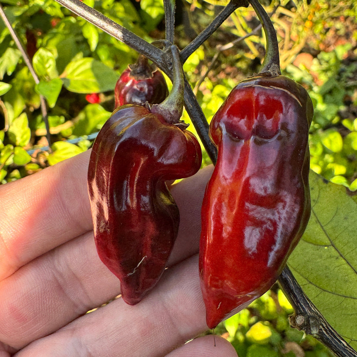 Naga Smooky Rainbow - Seeds