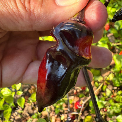 Naga Smooky Rainbow - Seeds