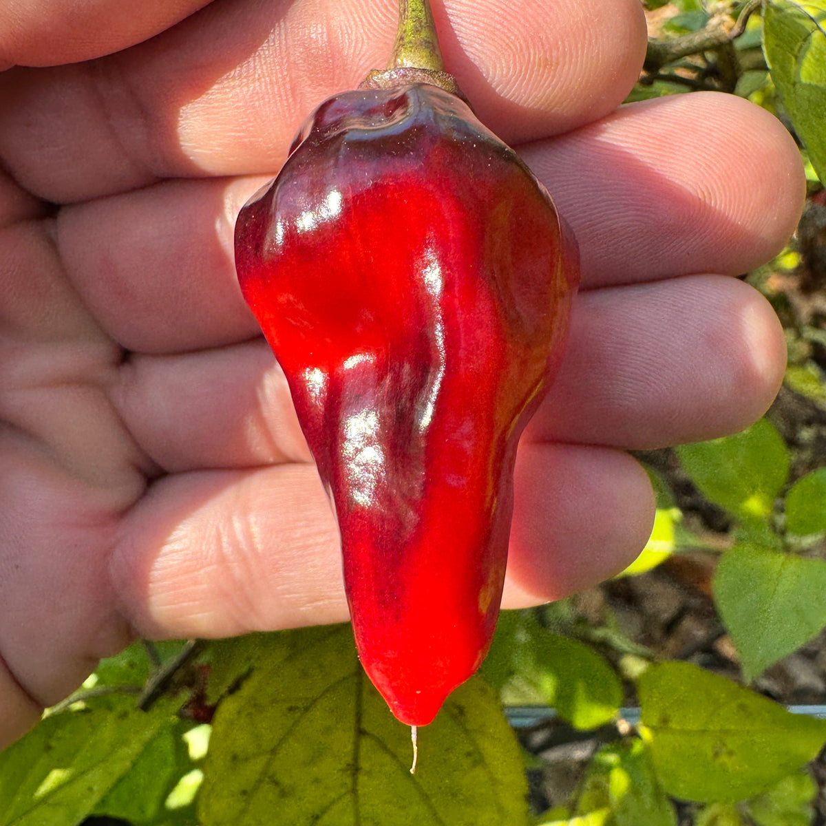 Naga Smooky Rainbow - Seeds