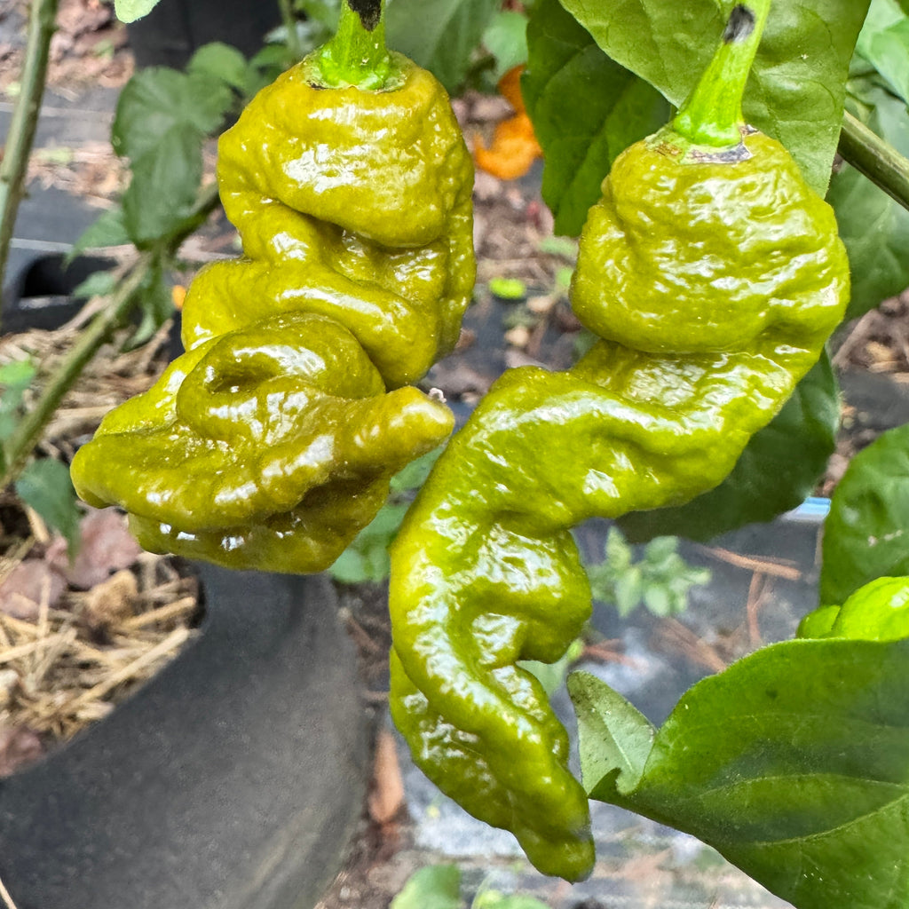 Mustard Primotalii - Seeds