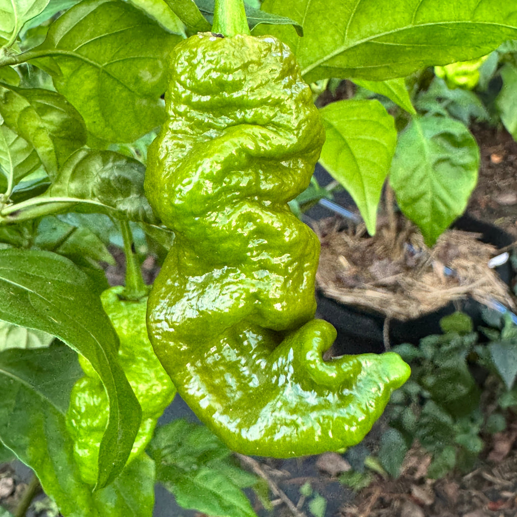 Mustard Primotalii - Seeds
