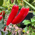 Sriracha - Spicy Red  - Seeds