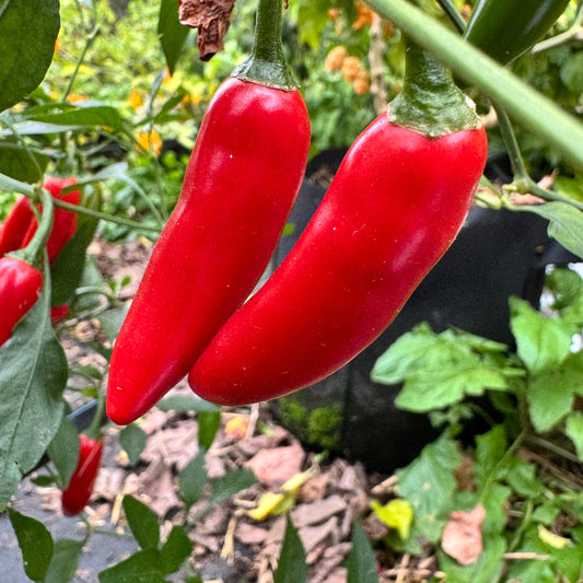 Sriracha - Spicy Red  - Seeds