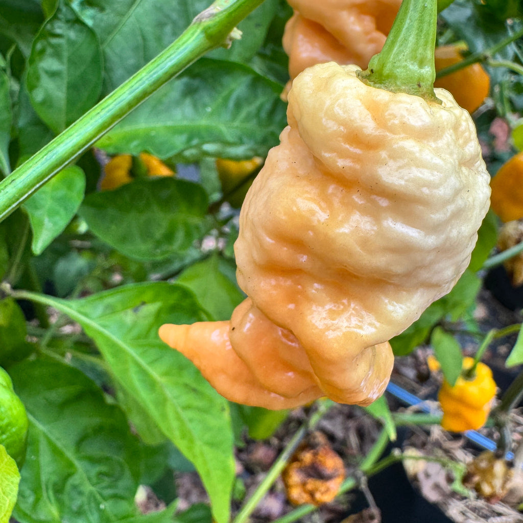 Star Scream - Seeds – Shortcake Farms 